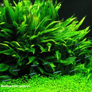 Cây thủy sinh Dương xỉ lá hẹp dễ trồng
