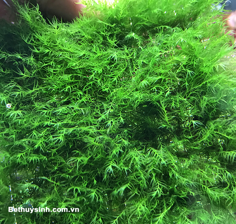 Rêu USFISS (PHOENIX MOSS) loại rêu đẹp nhất trong bể thủy sinh